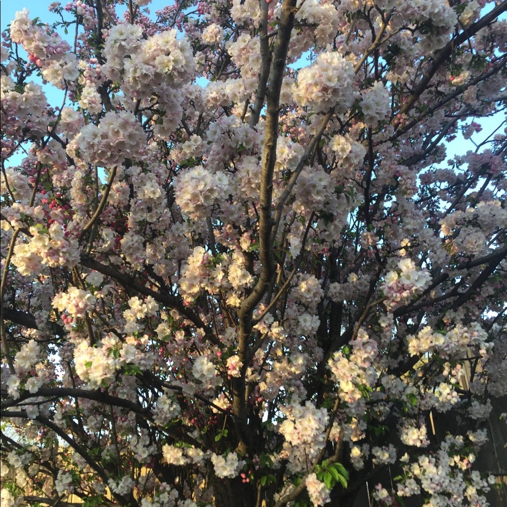 Meet your Posher, Faith